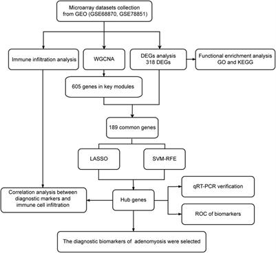 Bioinformatic analysis and machine learning to identify the diagnostic biomarkers and immune infiltration in adenomyosis